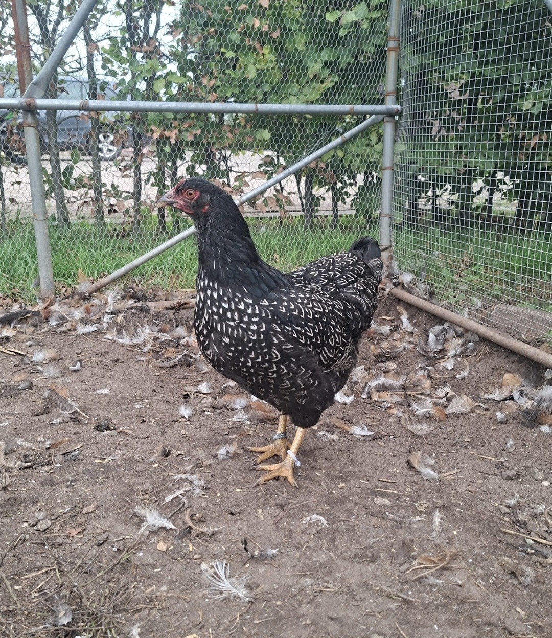 PRACHTE  Barnevelders te koop, Dieren en Toebehoren, Vrouwelijk, Kip