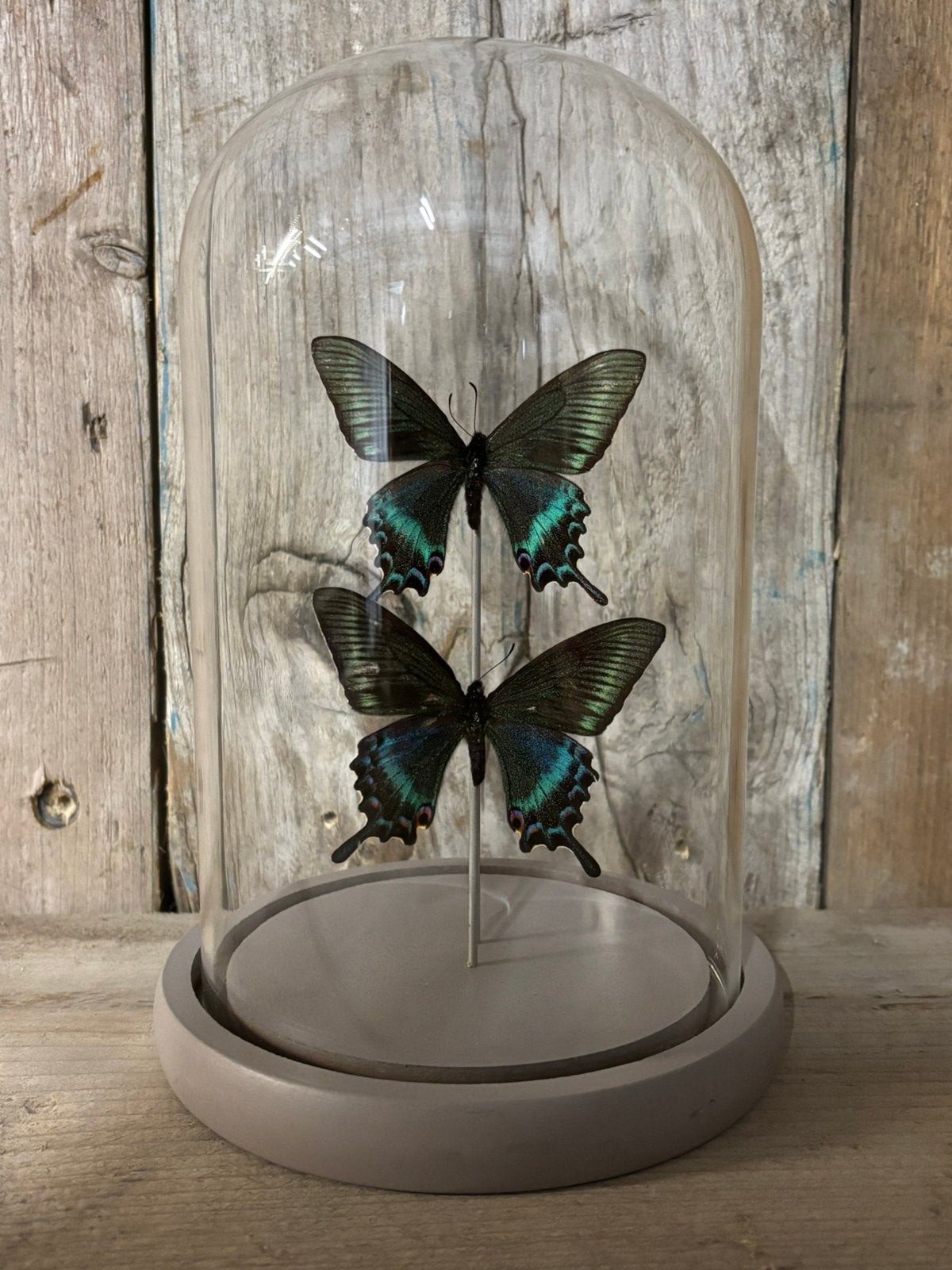 Mooie stolp met twee Papilio Maackii vlinders, Ophalen of Verzenden, Nieuw, Insect, Opgezet dier