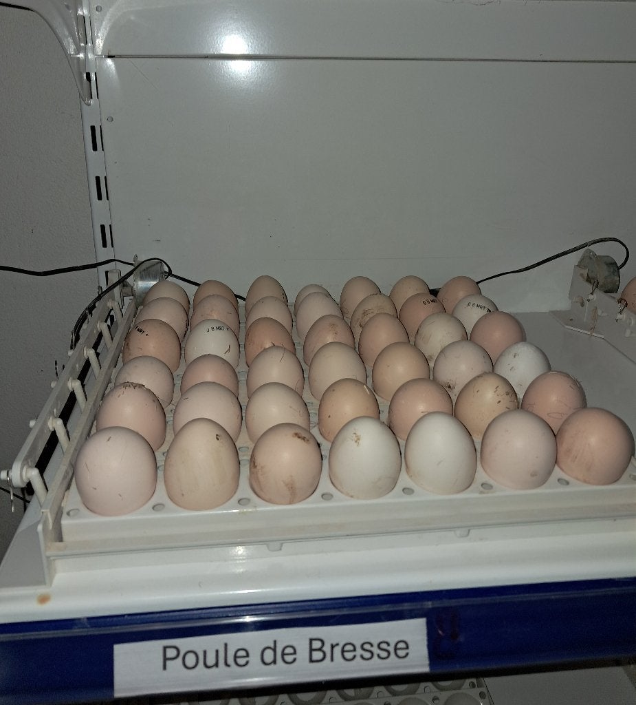 poule de bresse broedeieren, Dieren en Toebehoren, Geslacht onbekend, Kip