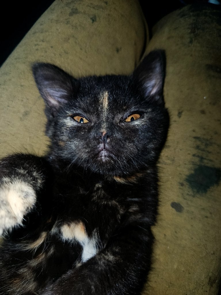 Raszuivere Britse korthaar poesje, Dieren en Toebehoren, Katten en Kittens | Raskatten | Korthaar, Poes, Ontwormd