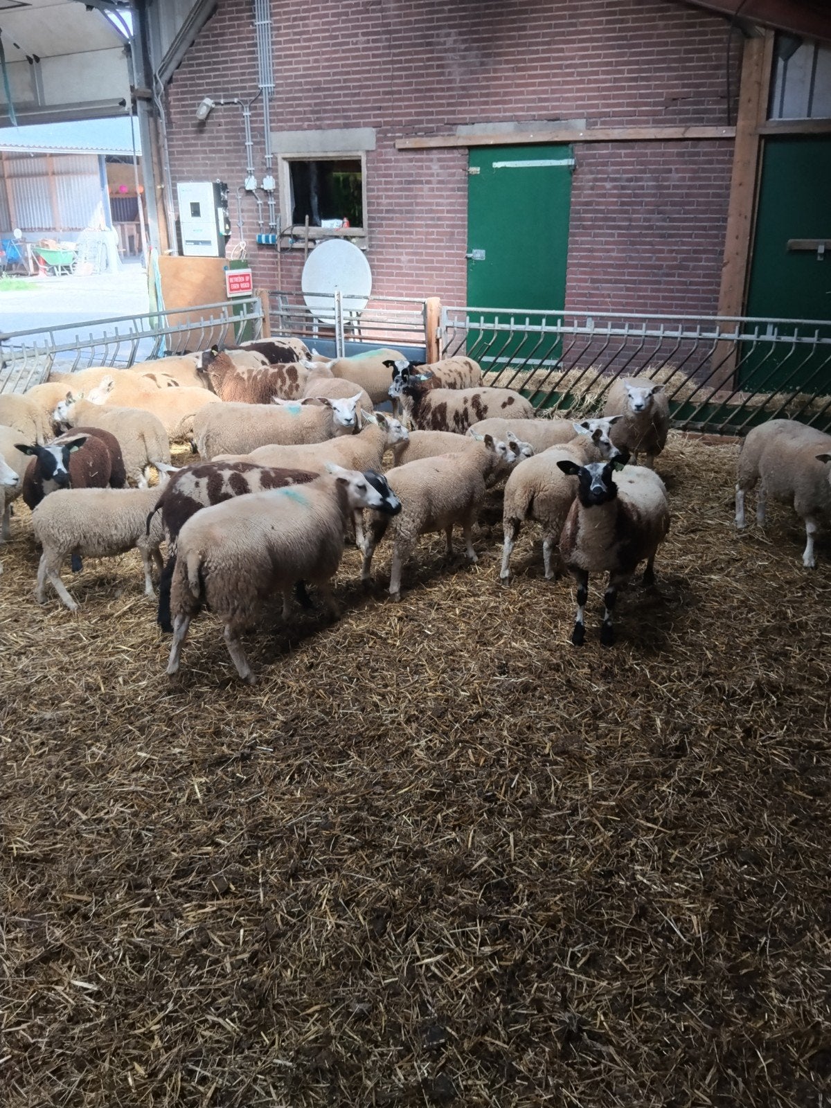 Weidelammeren, Dieren en Toebehoren, Schapen, Geiten en Varkens, Meerdere dieren, Schaap