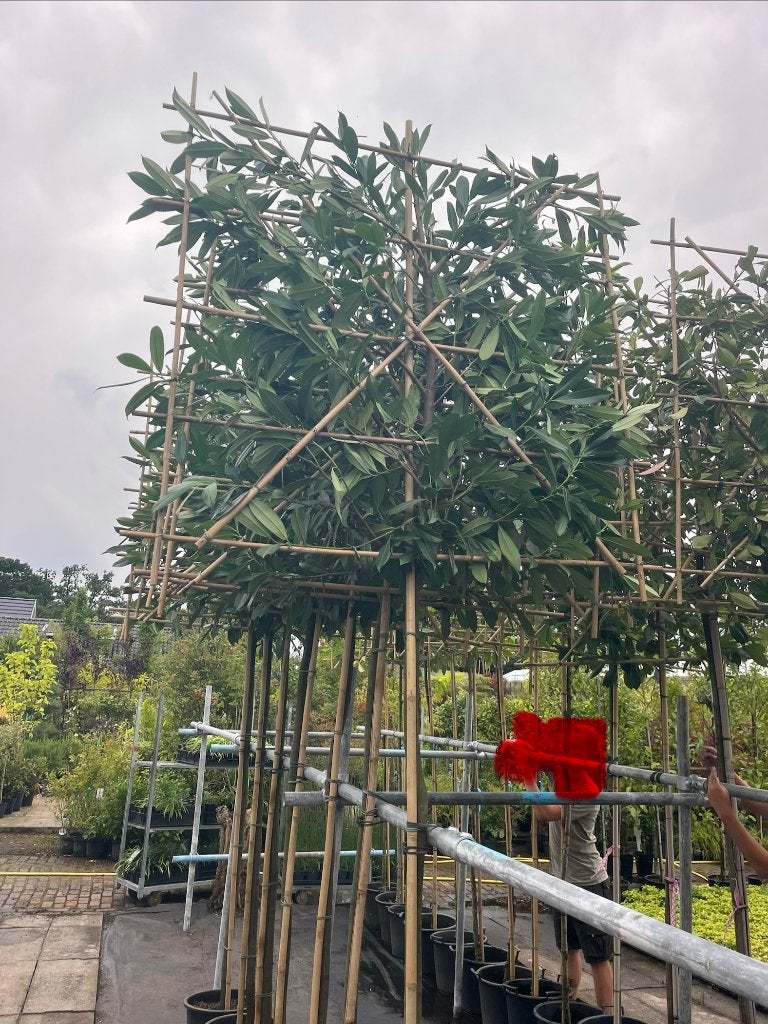 leiboom groenblijvend/zwarebomen groot rek,gelijk vrijzitten, Ophalen, In pot, Halfschaduw, Overige soorten