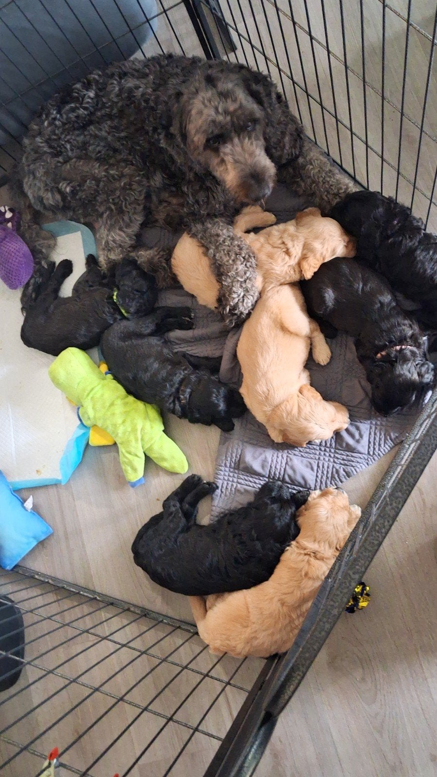 Mooie lieve labradoodle pups zoeken hun for ever home 🐾, Dieren en Toebehoren, Honden | Retrievers, Spaniëls en Waterhonden, Overige rassen