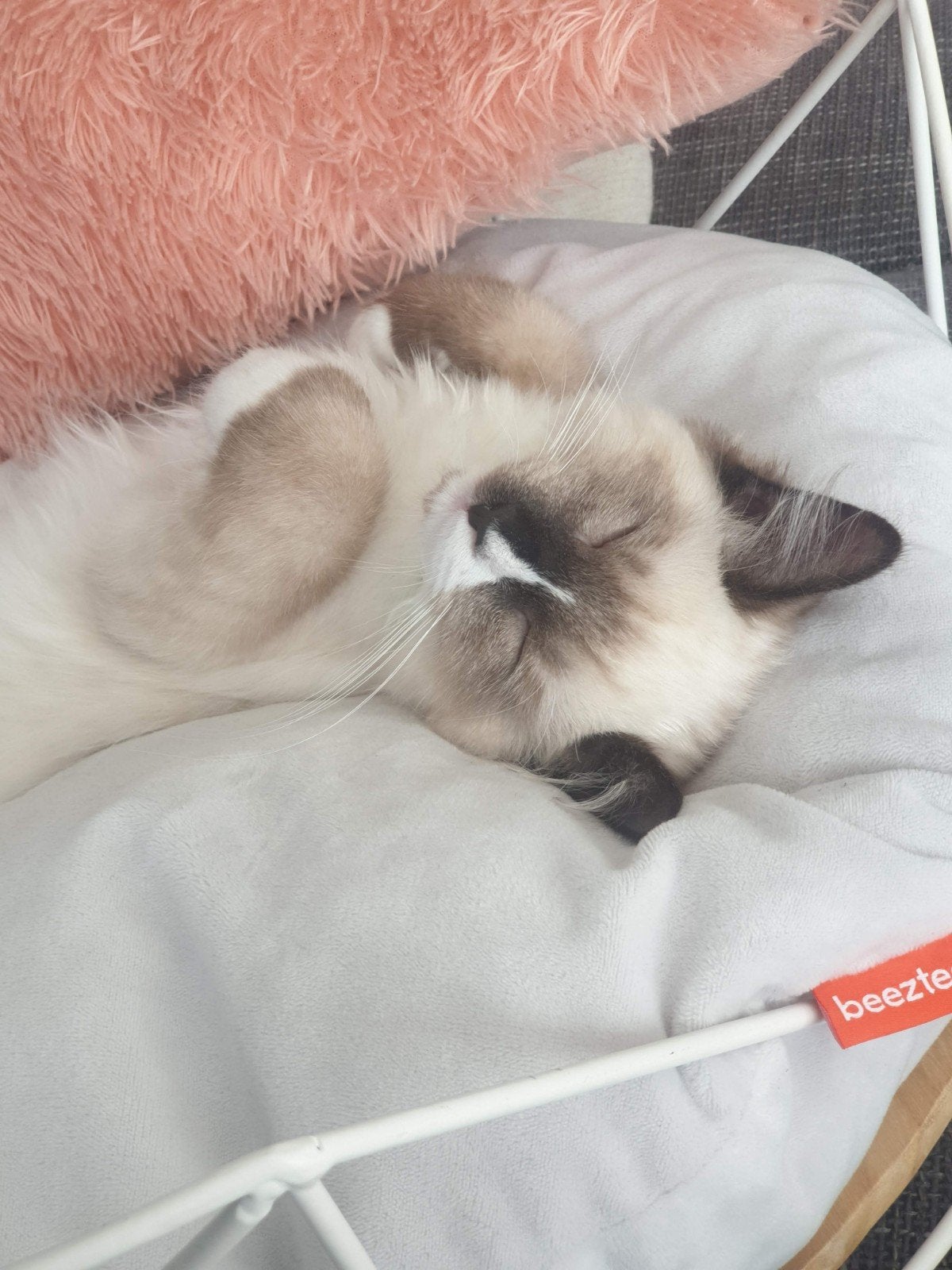 ragdoll kater 6 jaar en gecastreerd, Kater, Langharig, 6 jaar of ouder