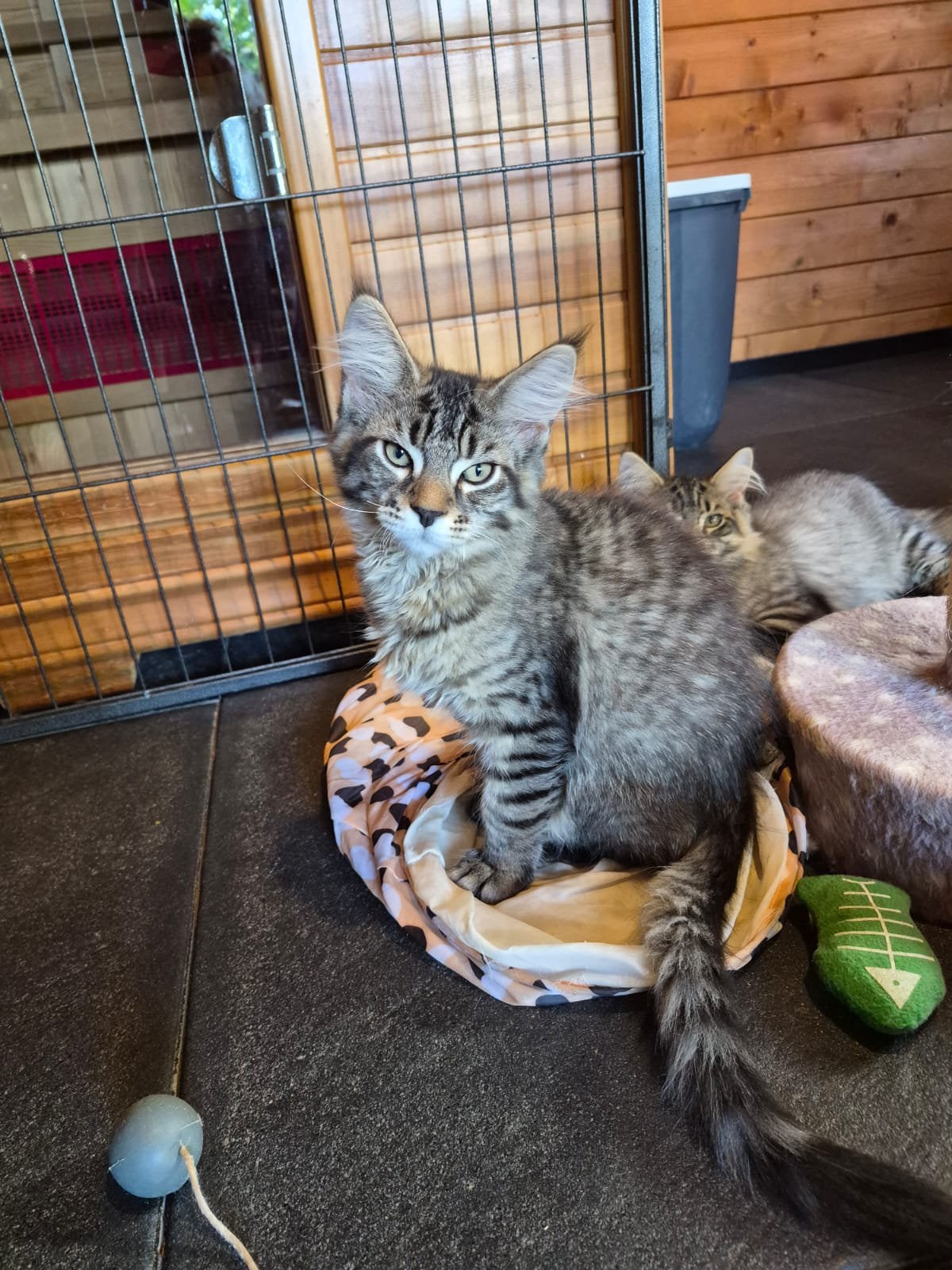 Maine coon kittens!, Dieren en Toebehoren, Meerdere dieren, Ontwormd, 0 tot 2 jaar