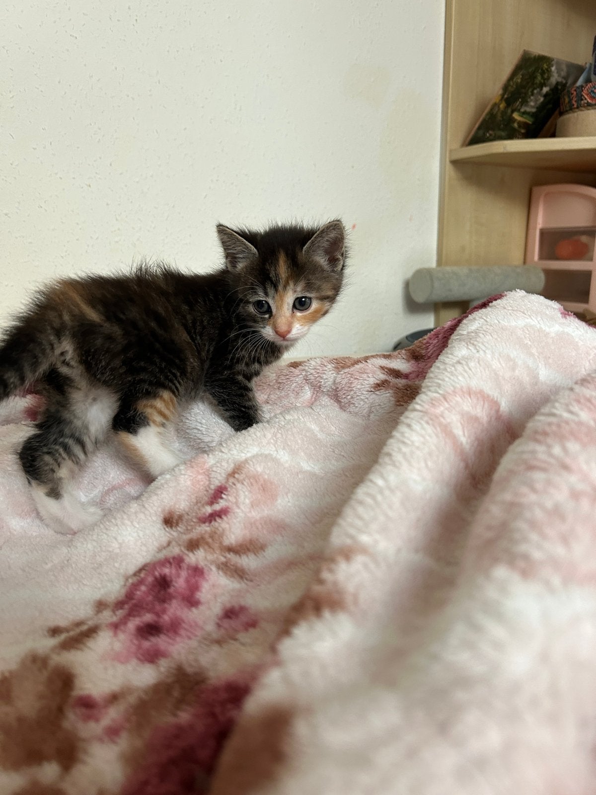 Twee kittens, Dieren en Toebehoren, Meerdere dieren, Met stamboom, 0 tot 2 jaar