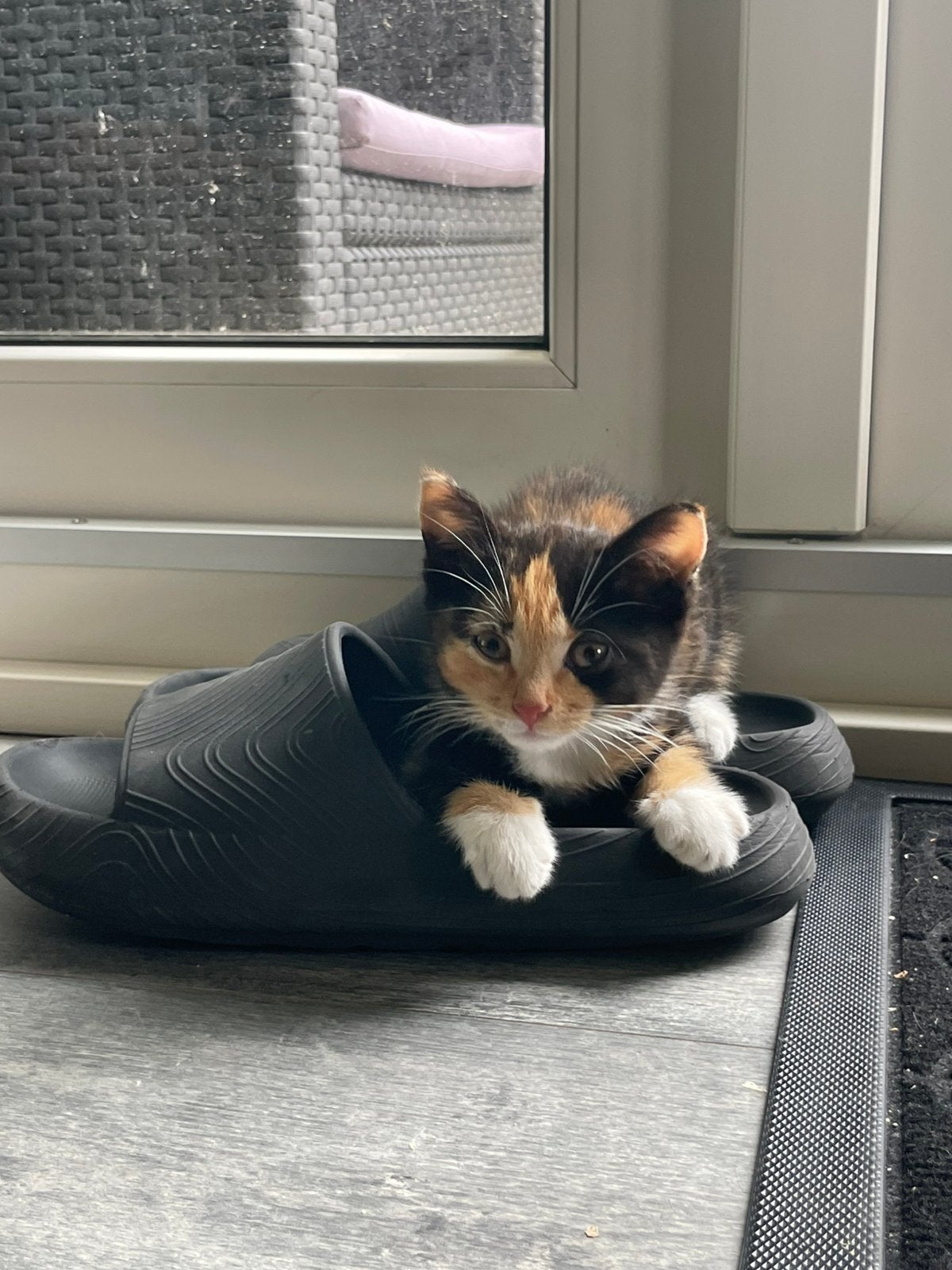 1 lieve kitten (poes), Poes, Ontwormd, 0 tot 2 jaar