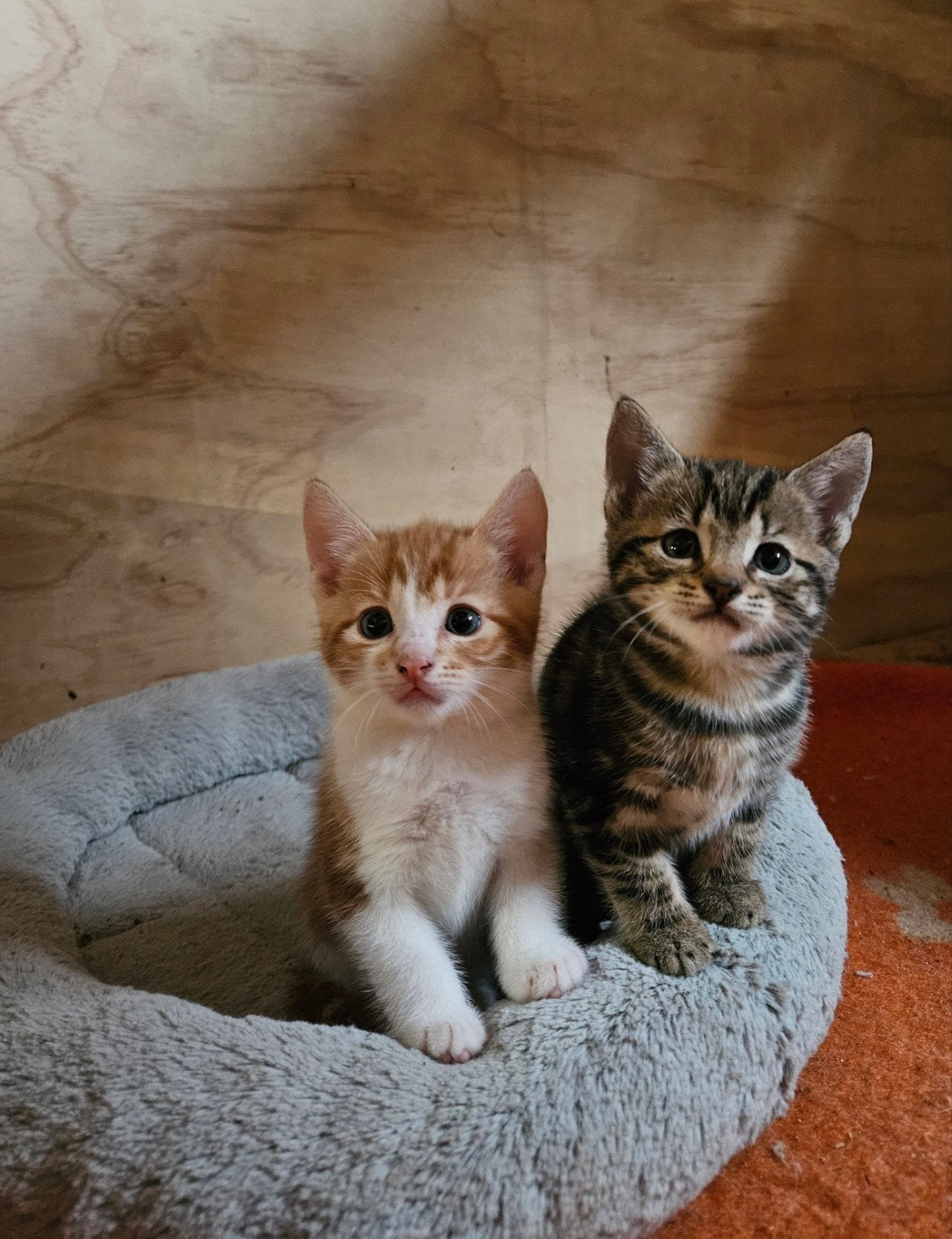 5 lieve boerderijkittens te koop!, Meerdere dieren, Kortharig, 0 tot 2 jaar