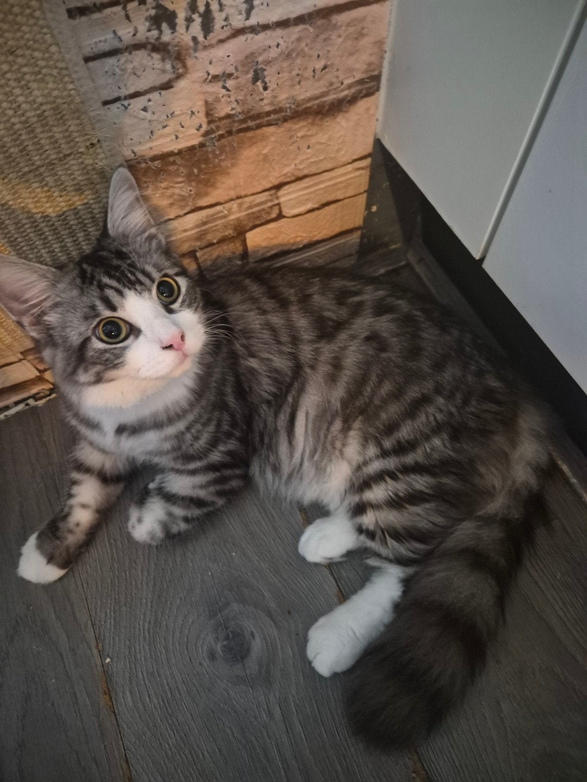 twee lieverd zoeken een huisje, Meerdere dieren