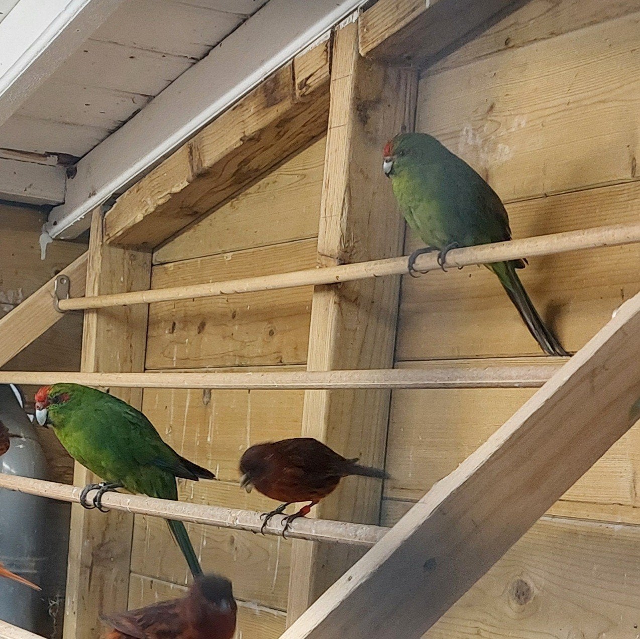 bewezen koppel wildkleur kakariki's, Dieren en Toebehoren, Meerdere dieren, Parkiet