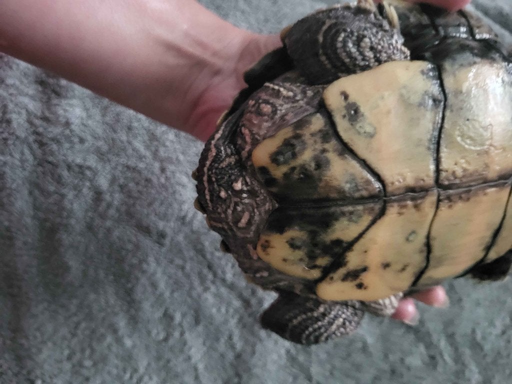 eileggend vrouwtjes waterschildpad t.e.a.b. Turtle photo 3
