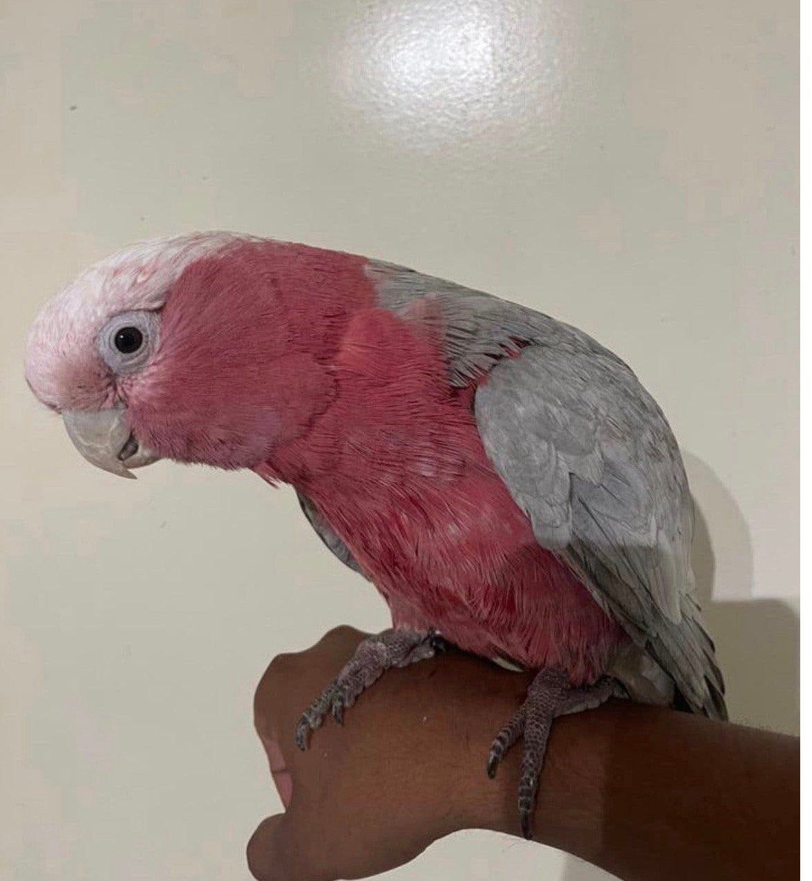 Prachtige Roze Split Lutino Kaketoe man super tam, Dieren en Toebehoren, Vogels | Parkieten en Papegaaien, Mannelijk, Papegaai
