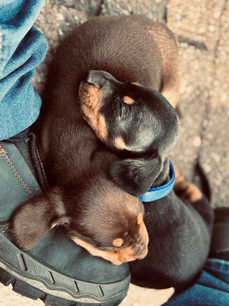 Teckel pups, Dieren en Toebehoren, Standaard, Korthaar, Meerdere, Meerdere dieren