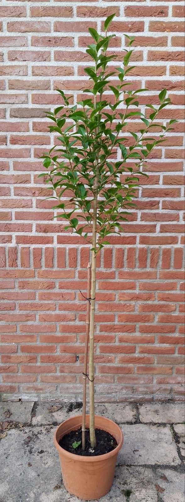 Liguster boompje, Ligustrum ovalifolium, bio, Tuin en Terras, Overige soorten, 100 tot 250 cm, Zomer, Ophalen