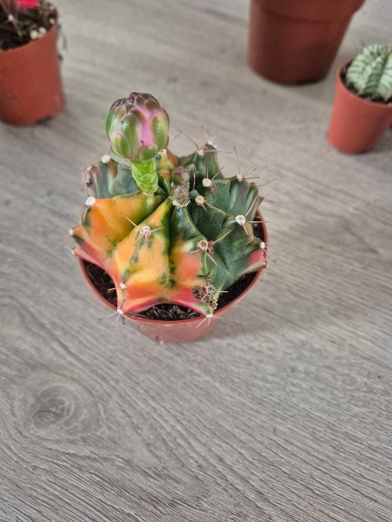 cactus Gymnocalycium mihanovichii variegata met bloem, Ophalen of Verzenden, Cactus, Volle zon, Minder dan 100 cm