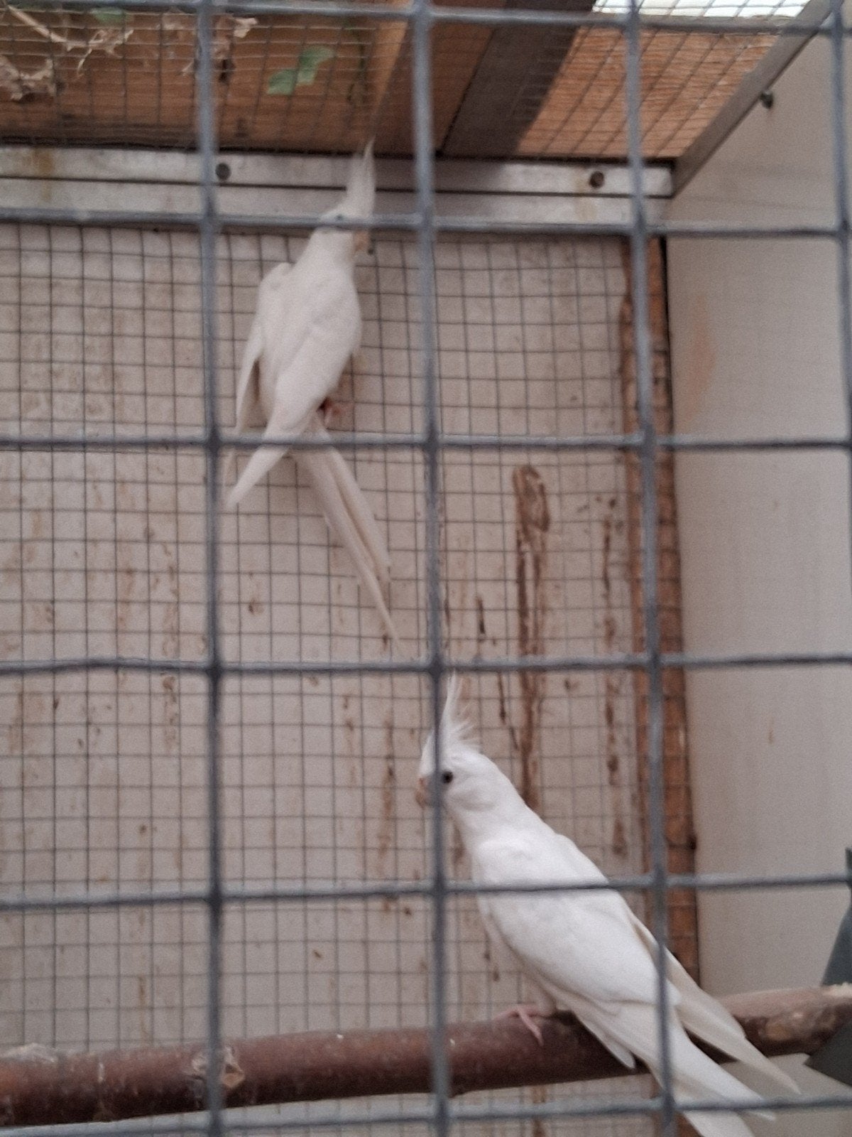 Tekoop meerdere koppels valkparkieten albino bonte wit koppe, Meerdere dieren, Parkiet