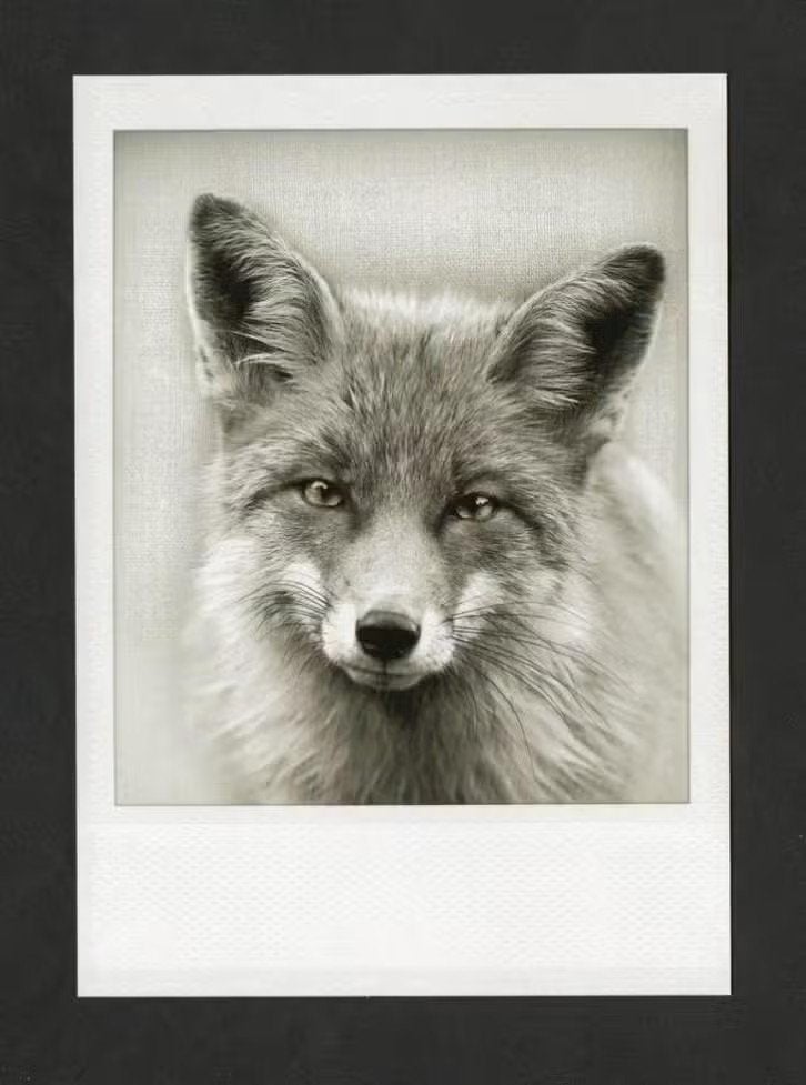 Vos Vulpes Vulpes Zwartwit., Ophalen of Verzenden, 1960 tot 1980, Ongelopen, Wild dier