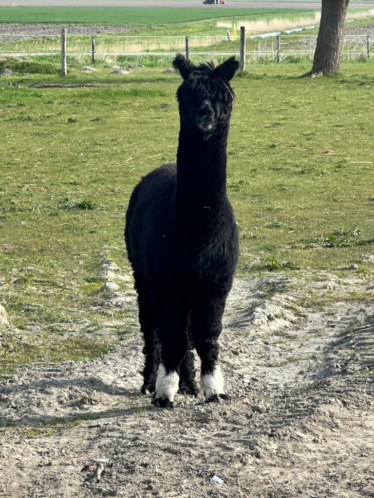 Alpaca hengst, Dieren en Toebehoren, Juli, Mannelijk