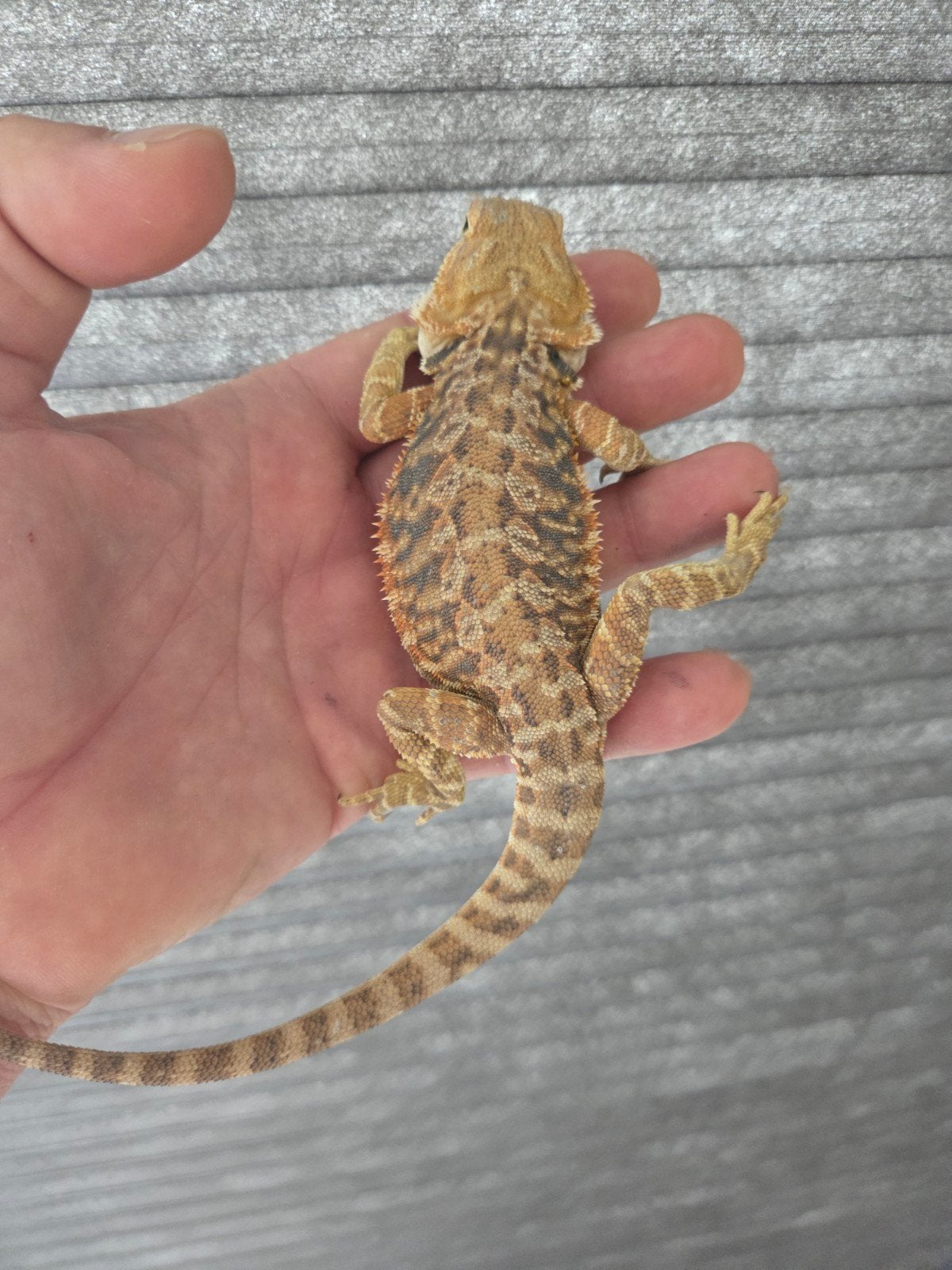 Baardagaam Pogona Vitticeps Red Orange Tiger Bearded Dragon - male for sale from r.greven1983