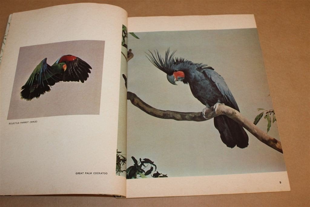 60 Camera Studies of Australian Birds — Vogels Vintage 1969, Boeken, Ophalen of Verzenden, Gelezen, Vogels