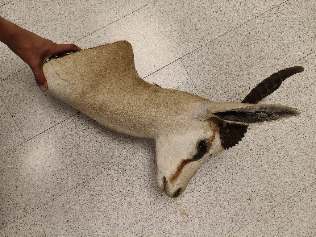 Shouldermount Springbok, Ophalen of Verzenden, Gebruikt, Overige soorten, Gewei of Kop