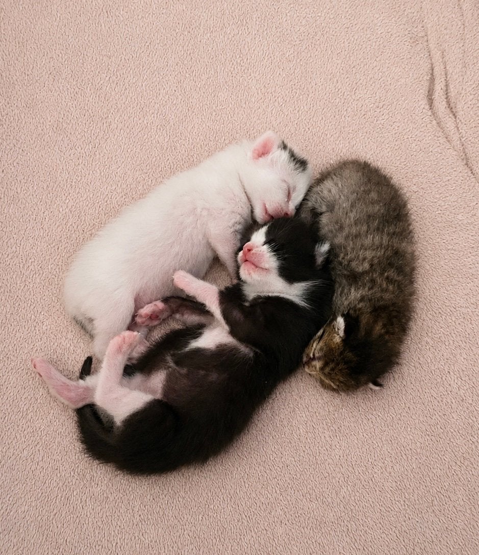 3 mooie kittens (katertjes), Dieren en Toebehoren, Meerdere dieren, Kortharig, 0 tot 2 jaar