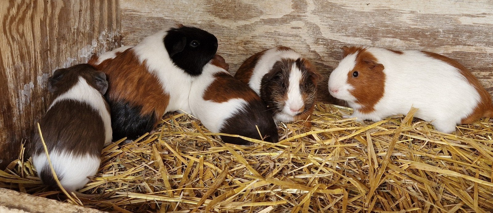 Cavia's jonge mannetjes, Dieren en Toebehoren, Knaagdieren, Januari, Mannelijk