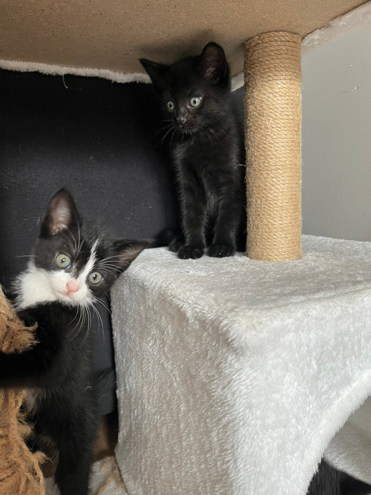 kittens, Dieren en Toebehoren, Katten en Kittens | Overige Katten, Poes