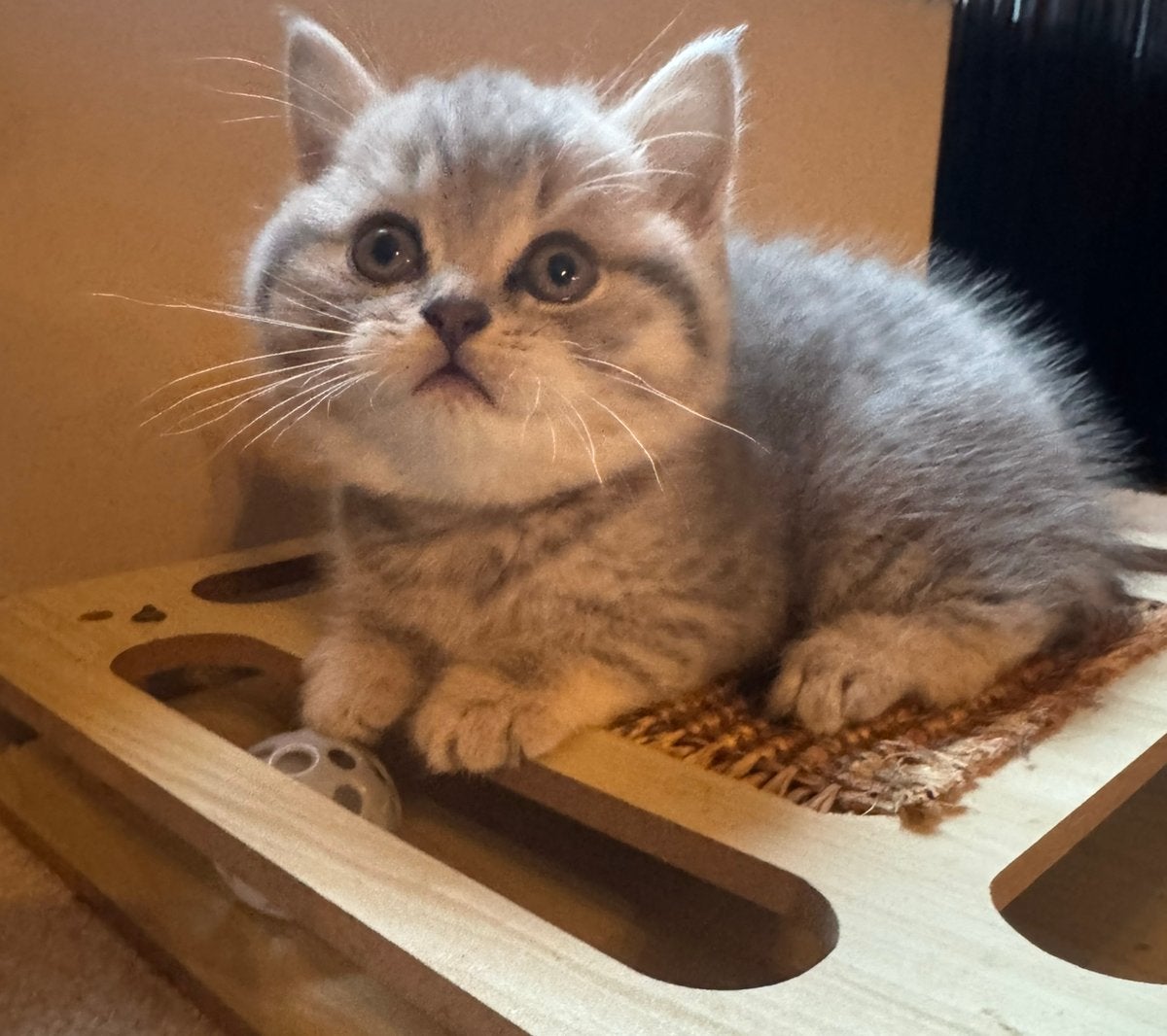 Allerliefste britse korthaar kittens zoeken gouden mandje, Dieren en Toebehoren, Kater, Ontwormd, 0 tot 2 jaar