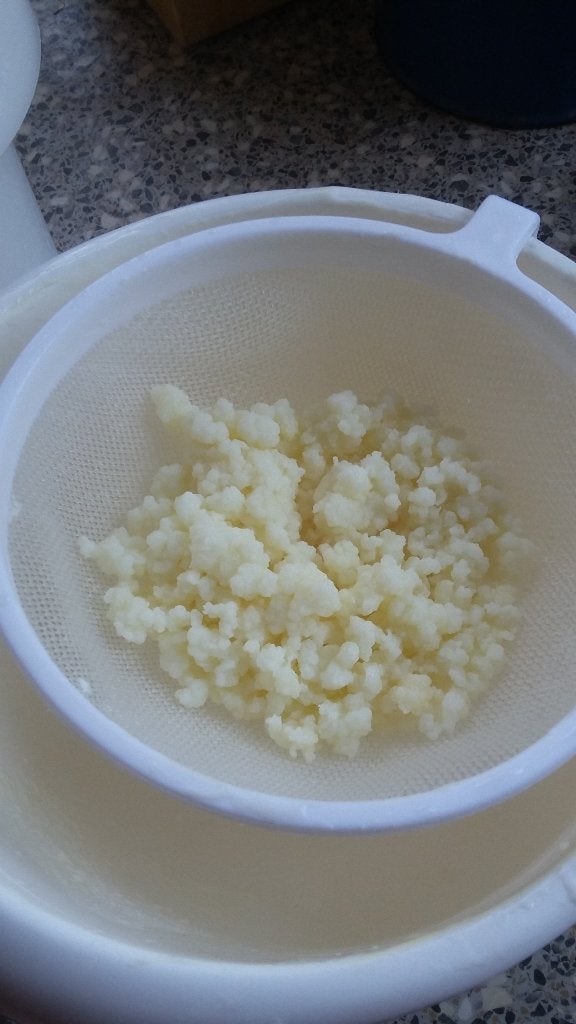 Melkkefir korrels 45 gram van biologische melk, Ophalen of Verzenden