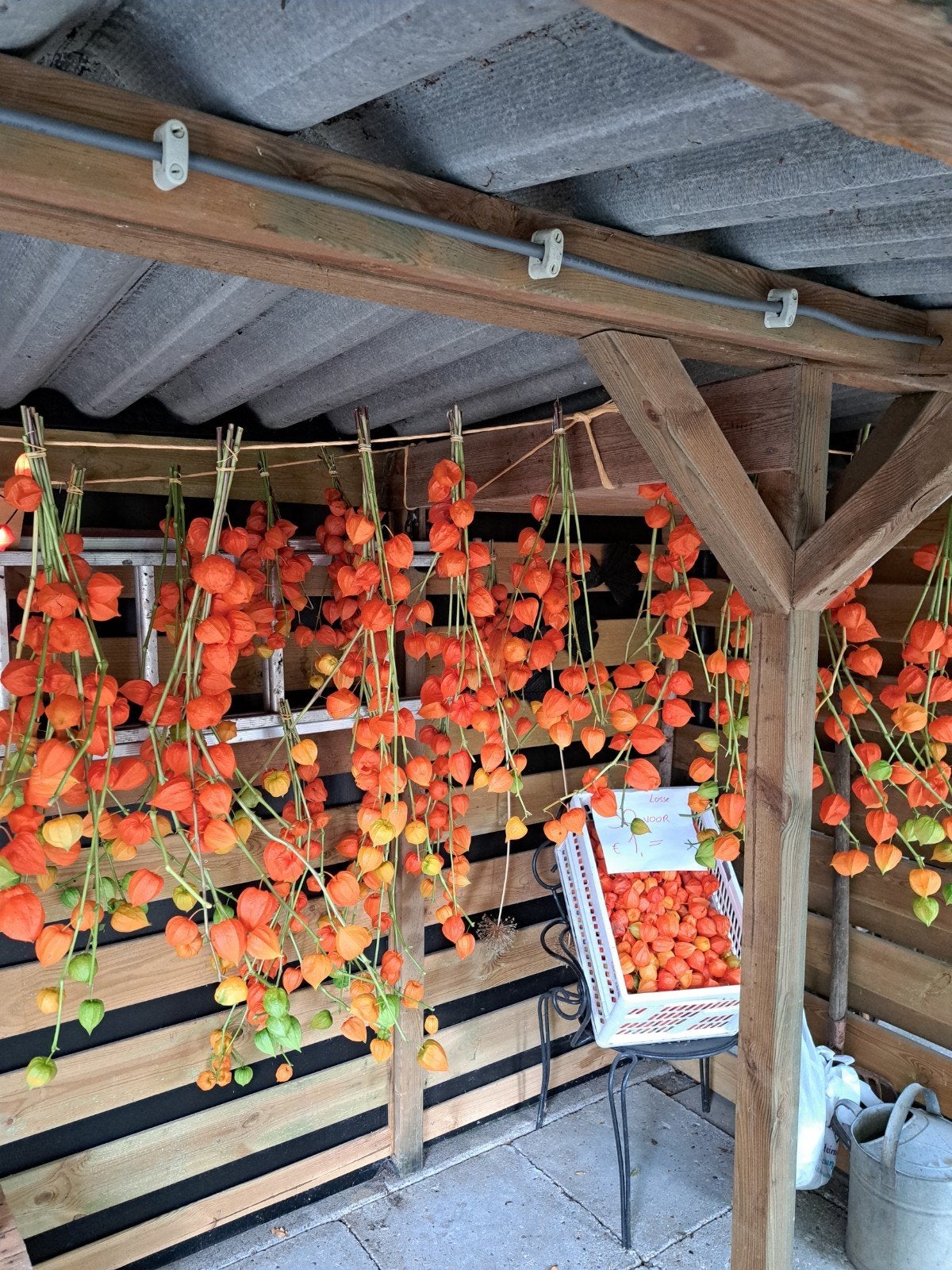 Lampionplant (Physalis alkekengi) - Decoratieve takken, Tuin en Terras, Planten | Tuinplanten, Ophalen of Verzenden, Eenjarig
