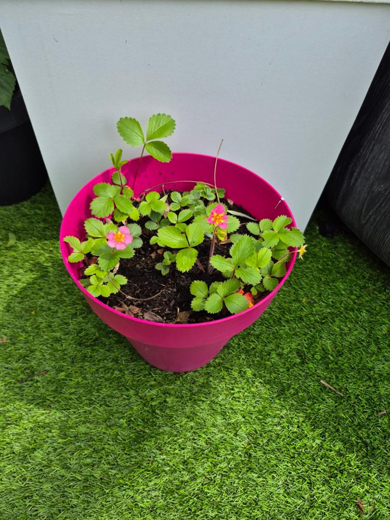 Roze bloempot met aardbeienplantjes met roze bloemen, Tuin en Terras, Ophalen, Kunststof, Rond, Zo goed als nieuw