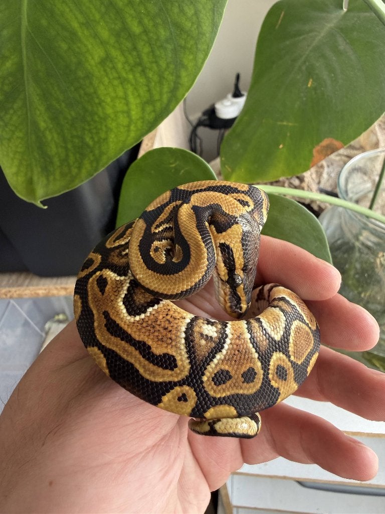 Baby vrouwtje koningspython het clown Ball Python photo 2