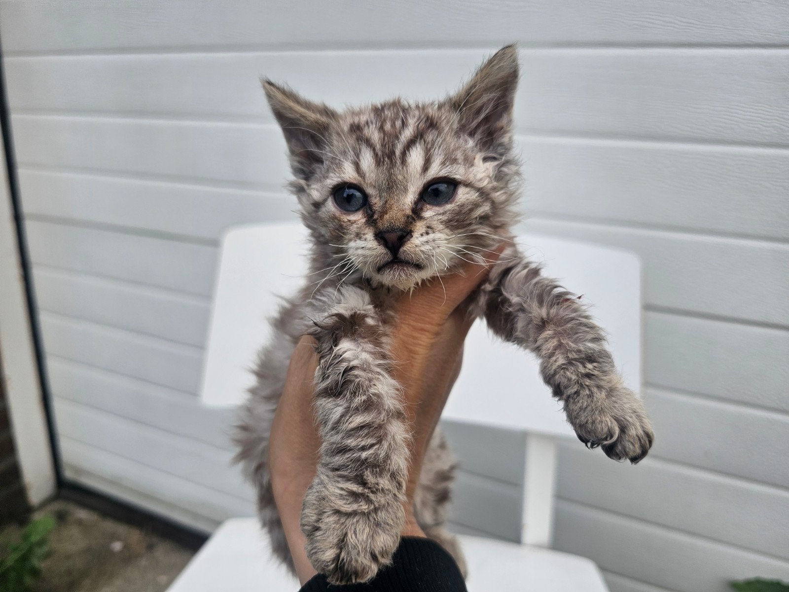 Kitten katertje curly rex korthaar, Dieren en Toebehoren, Katten en Kittens | Overige Katten, Kater, Kortharig, 0 tot 2 jaar