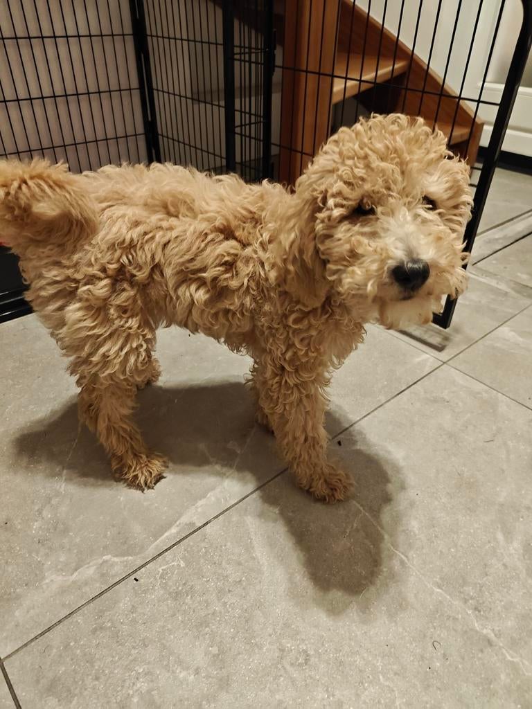 Lieve en mooie  Golden Doodle, Dieren en Toebehoren, Honden | Chihuahua's en Gezelschapshonden, Overige rassen, 8 tot 15 weken