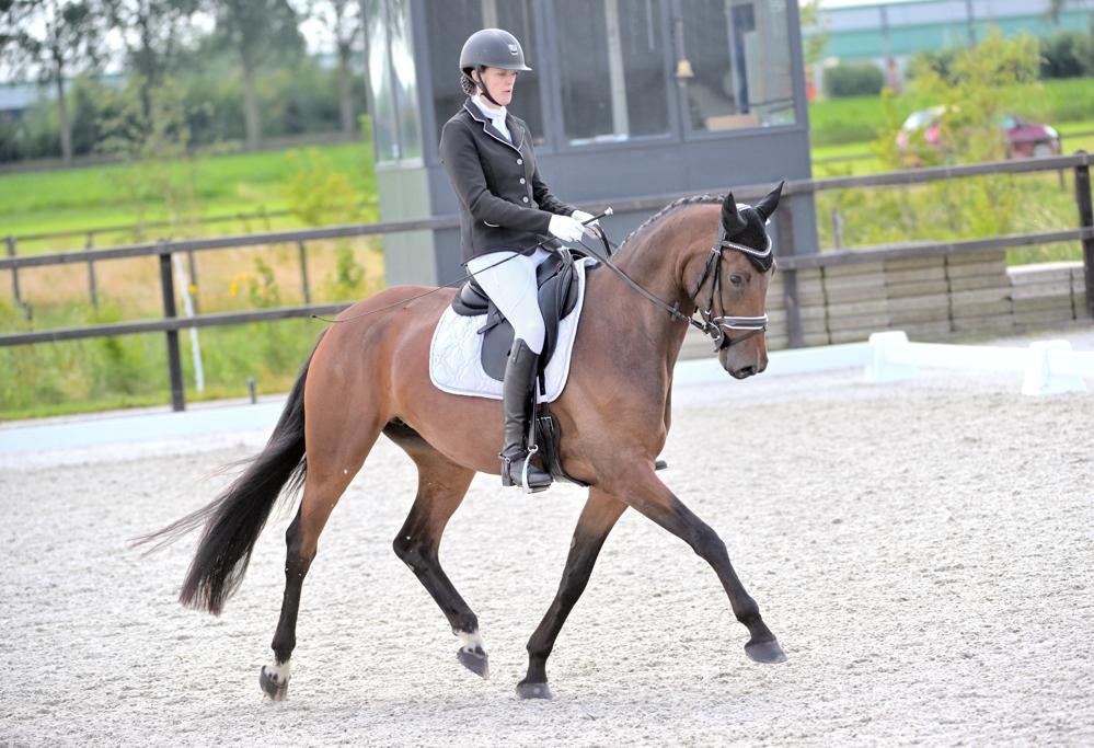 Dressuur instructie | Paarden massage | Voedingsadvies, Gedragstraining