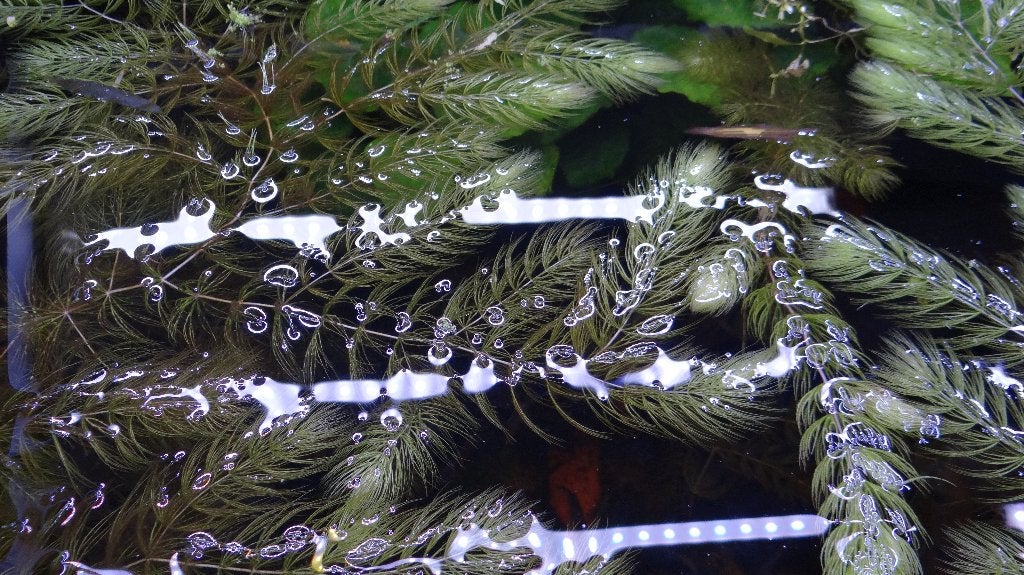 Hoornblad (Ceratophyllum) voor in het Aquarium., Inclusief planten, Plant(en), Steen of Hout, Nieuw, Overige merken