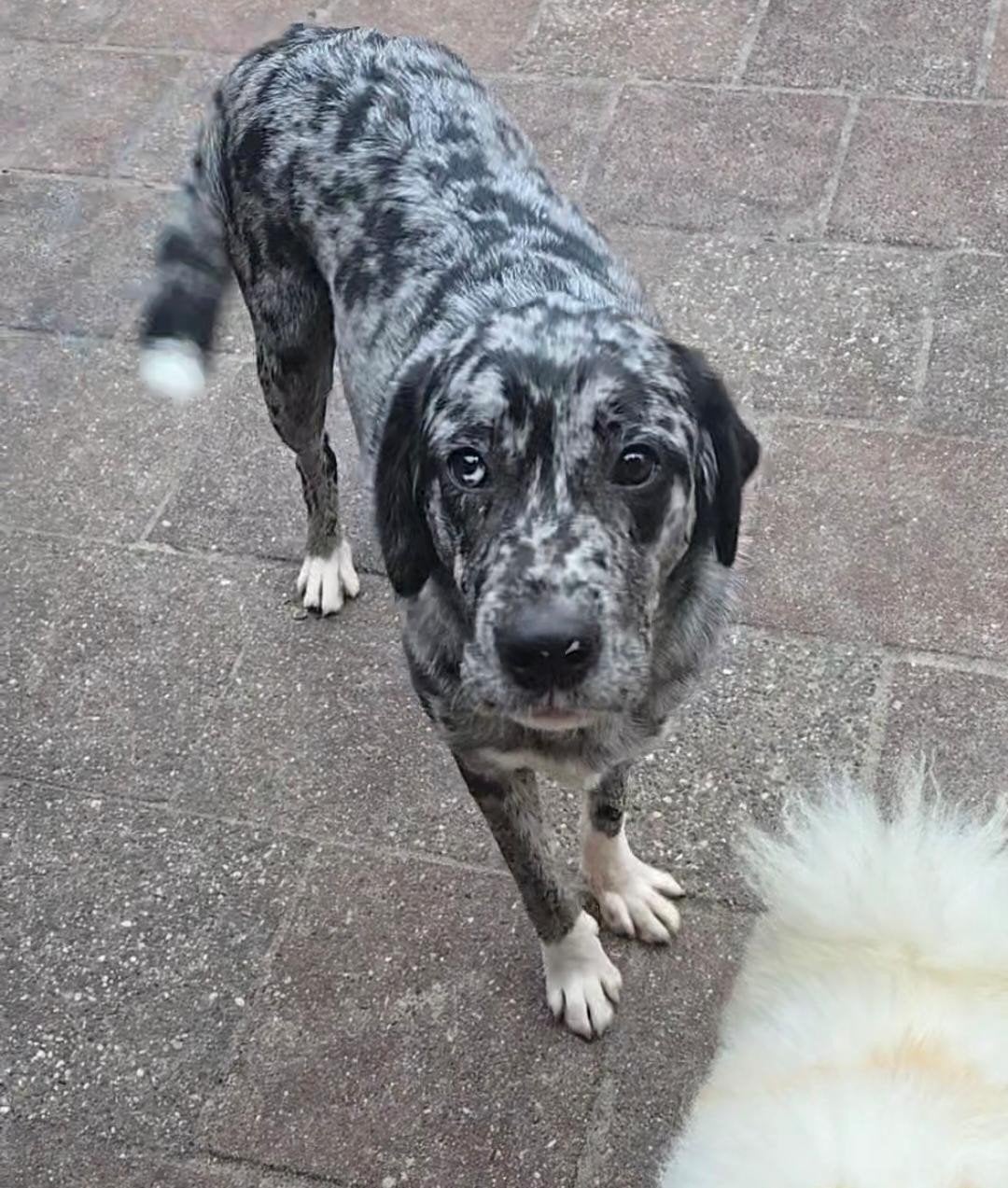 Lieve, jonge reu  (Aussie x Lab) zoekt zijn gouden mandje, 15 weken tot 1 jaar, Reu, Eén hond, Nederland