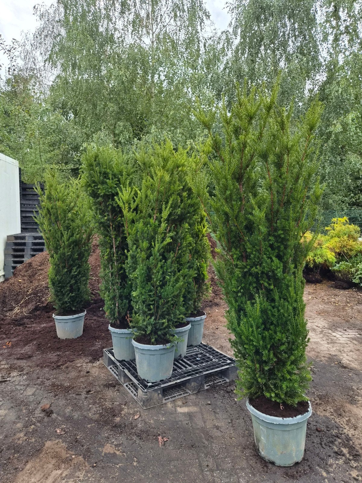 Taxus Media Hilli - 180-200cm, Tuin en Terras, Ophalen of Verzenden, Taxus, Haag, 100 tot 250 cm