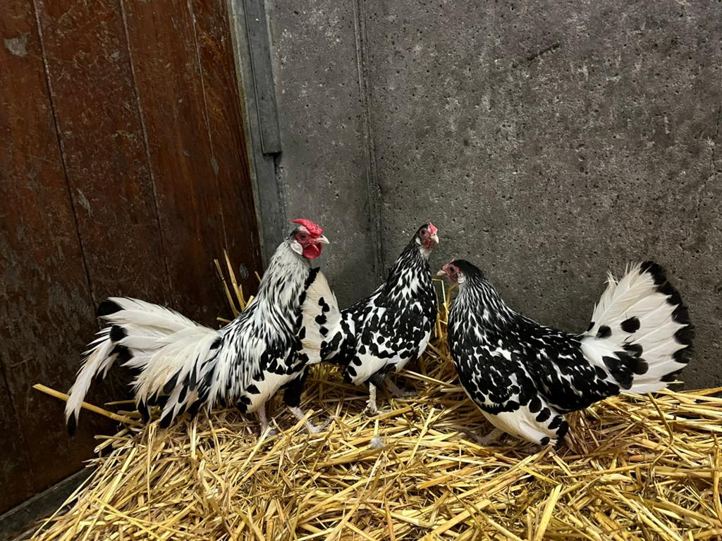 Haan met 3 hennen Hollands hoen, Meerdere dieren, Kip