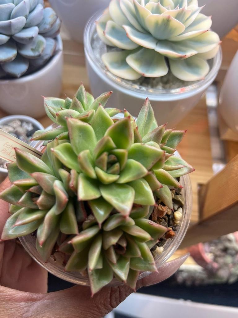 Echeveria Pink Panther 11cm- Levendige Succulent, Verzenden