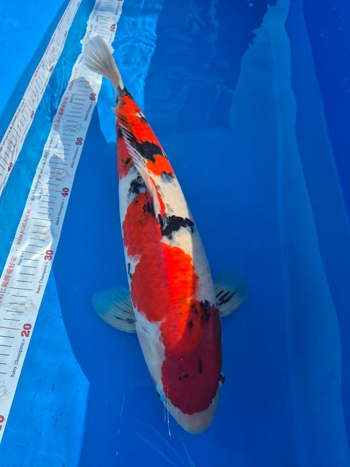Sanke te koop, Dieren en Toebehoren, Vissen | Vijvervissen, Karper of Koi