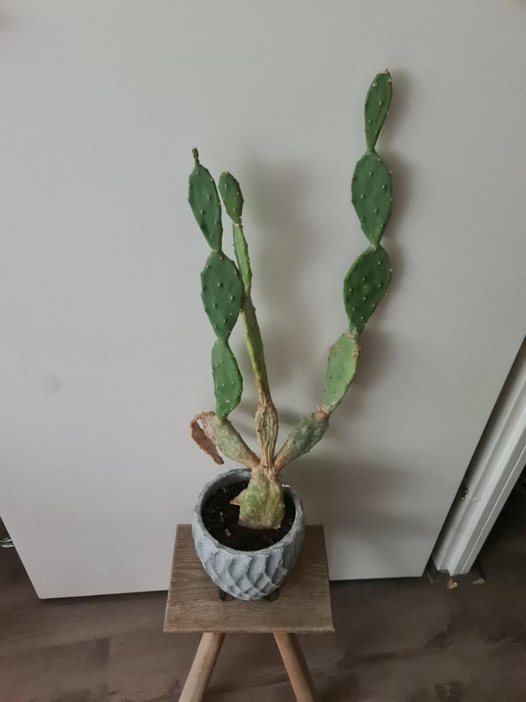 Grote Opuntia Cactus in Pot - Unieke Vorm br 25cm h 70 cm, 100 tot 150 cm, Ophalen of Verzenden, In pot, Cactus