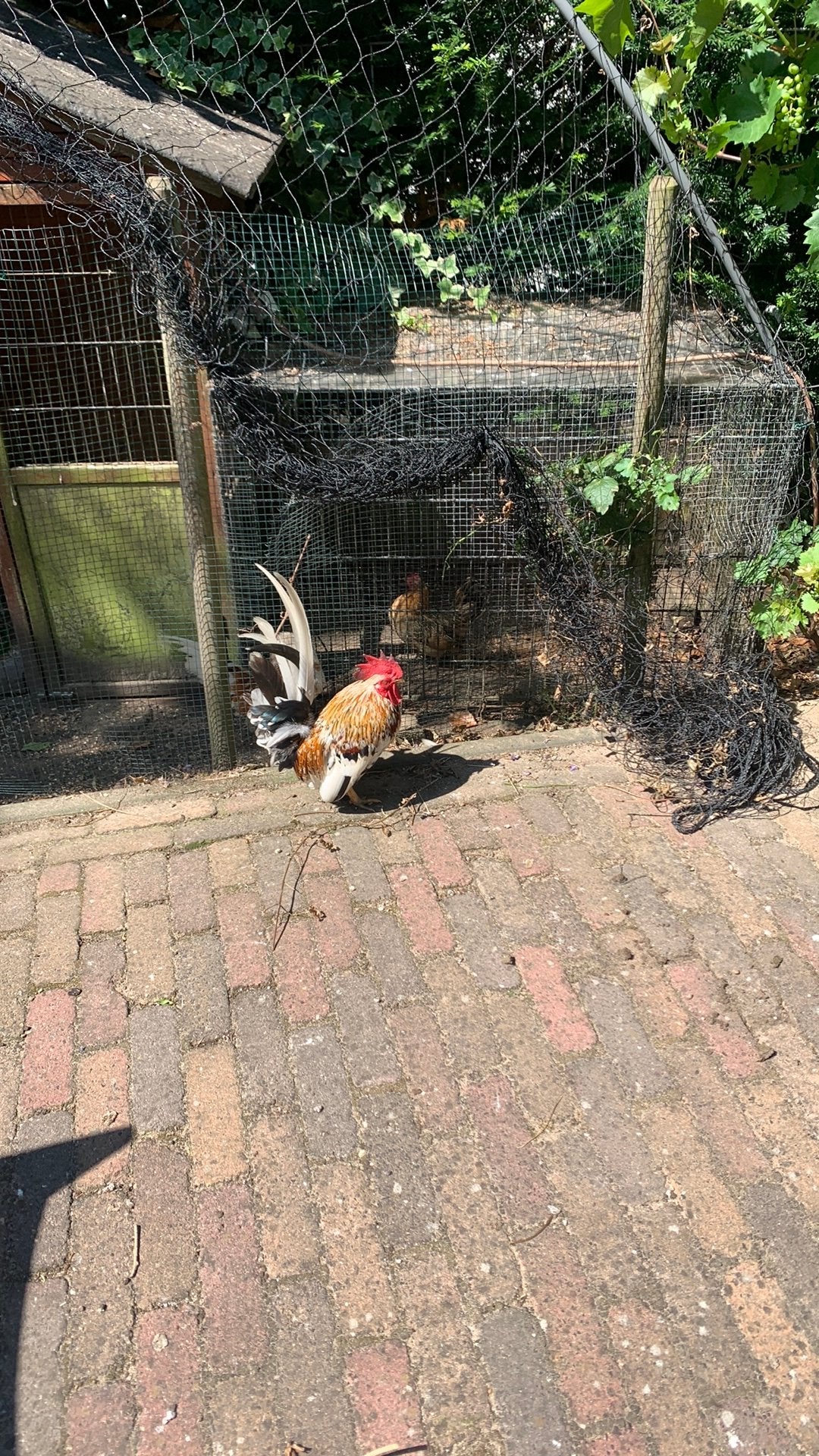 2 prachtige serama haantjes, Dieren en Toebehoren, Mannelijk, Kip