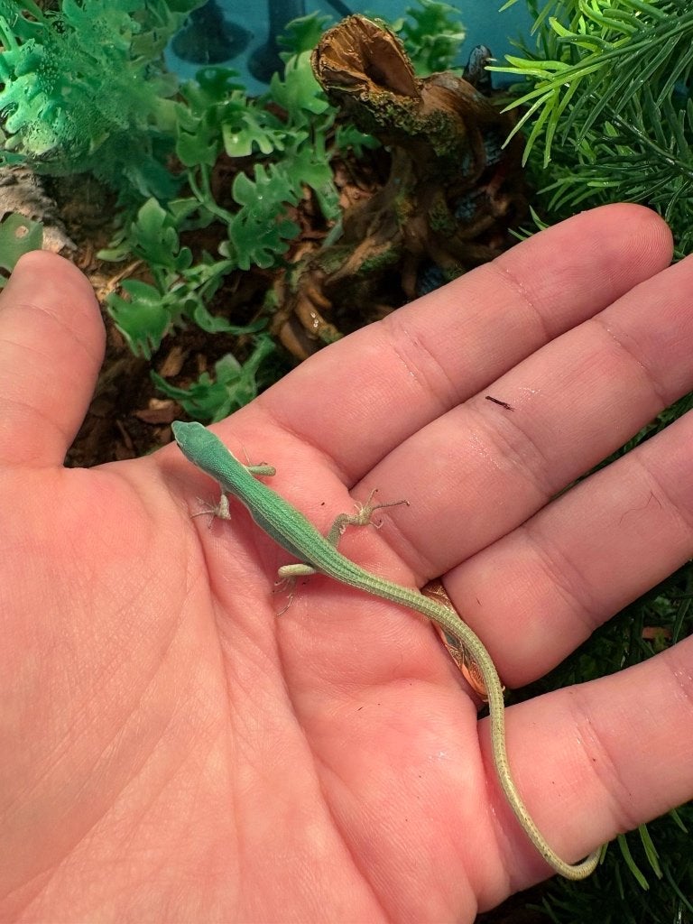 Takydromus smaragdinus nakweek, Dieren en Toebehoren, Hagedis, 0 tot 2 jaar