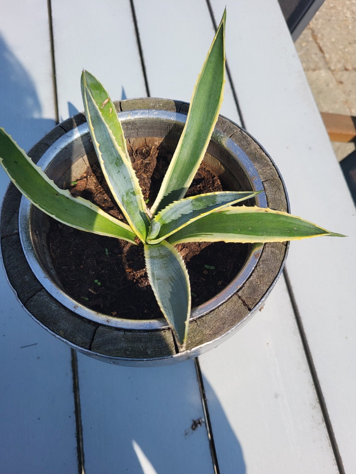 agave, Tuin en Terras, Planten | Tuinplanten, Ophalen, Bloeit niet, Overige soorten, Volle zon