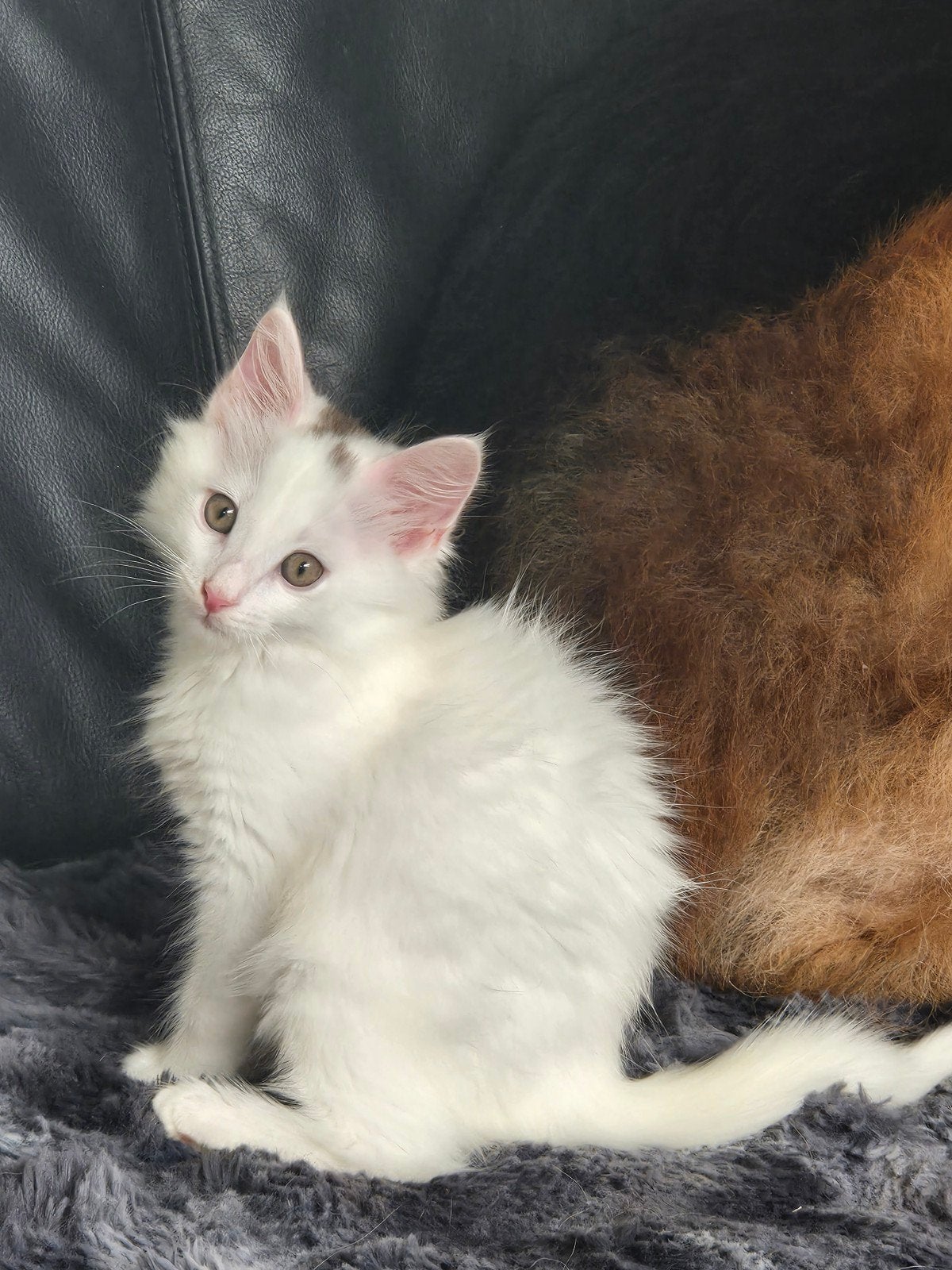 Main coon katertjes, Dieren en Toebehoren, Katten en Kittens | Raskatten | Langhaar, Kater, Ontwormd