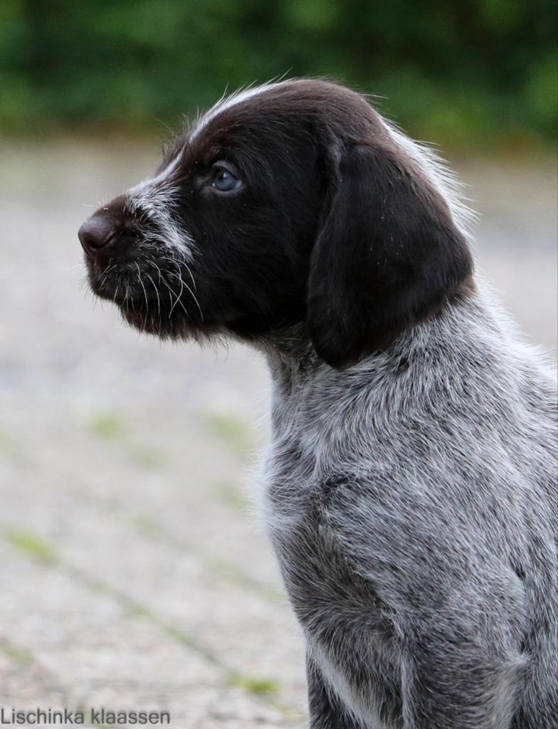 Duitse staande draadhaar pup, Dieren en Toebehoren, Duitse Staande hond, 8 tot 15 weken, Meerdere, Meerdere dieren