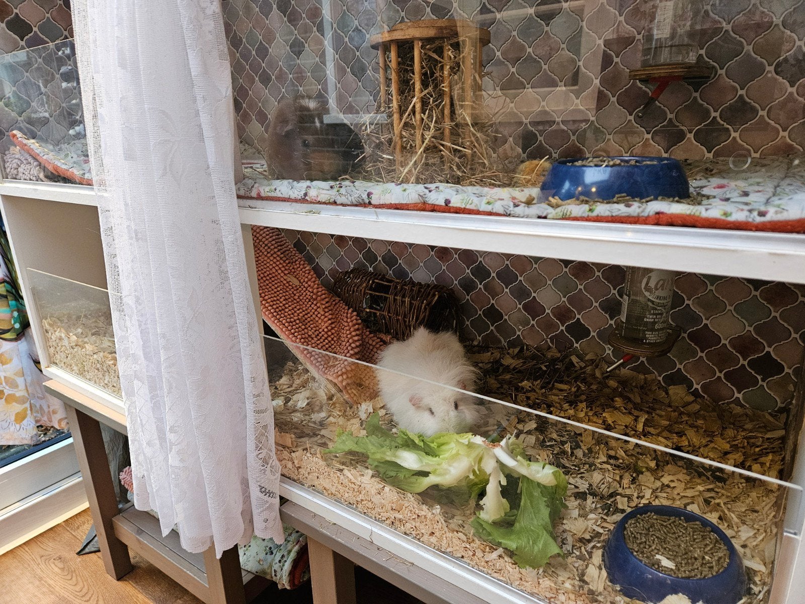 Knaagdier hok/caviaflat, Dieren en Toebehoren, Ophalen, Minder dan 75 cm, Hok, Minder dan 60 cm
