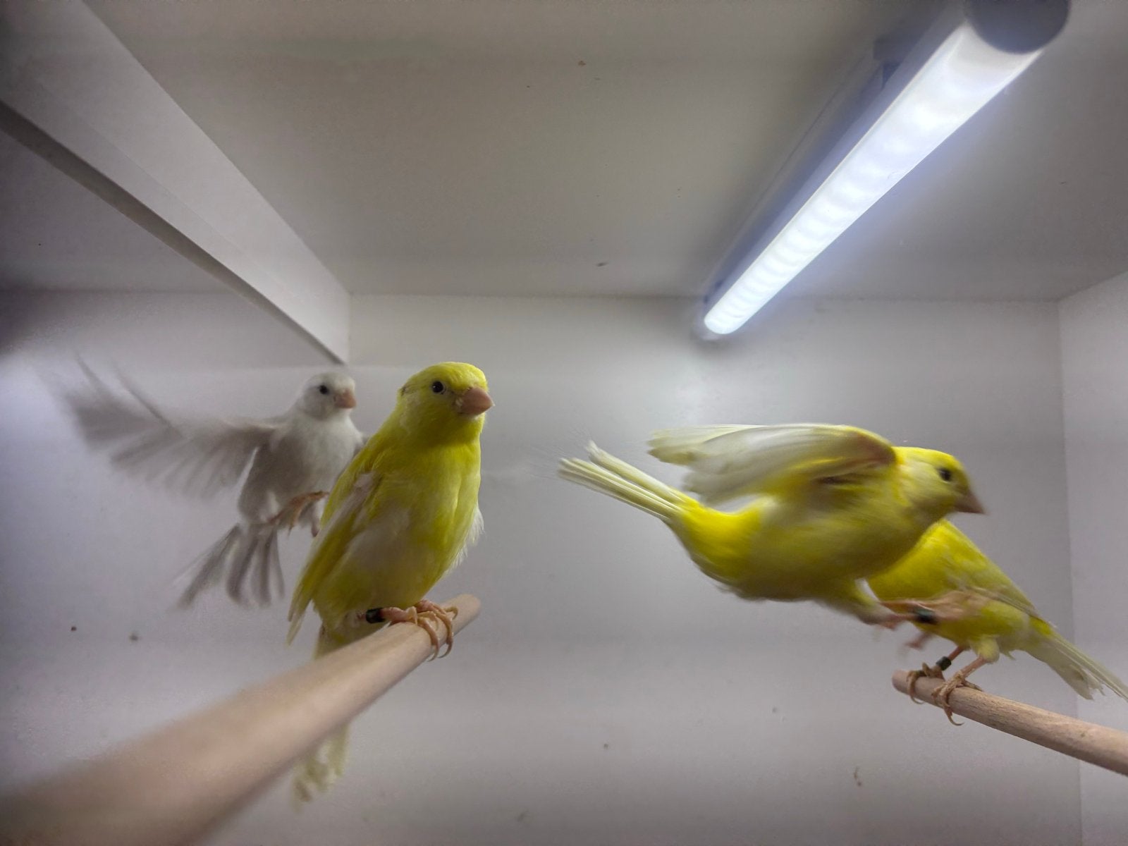 Jonge kanaries, Dieren en Toebehoren, Geslacht onbekend, Kleurkanarie